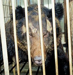 bearbile43.jpg bearbile43.jpg