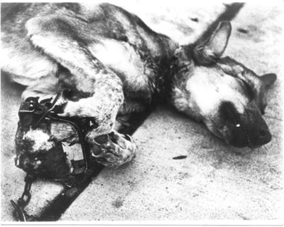 doglegholdtrap.jpg doglegholdtrap.jpg